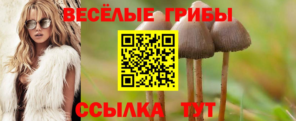 Галлюциногенные грибы Psilocybine cubensis Верхняя Пышма